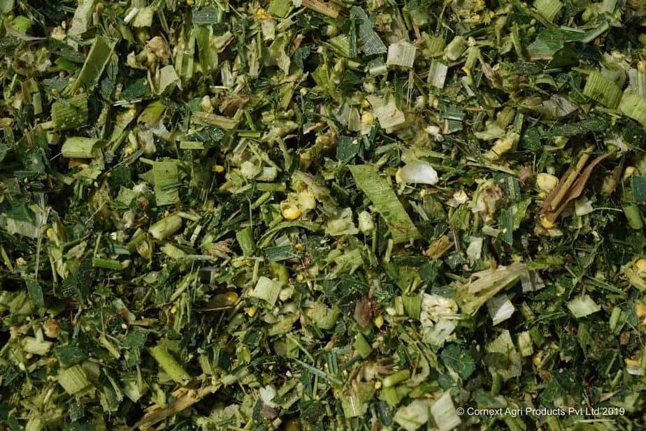 20190311-Cornext-STNRM-090