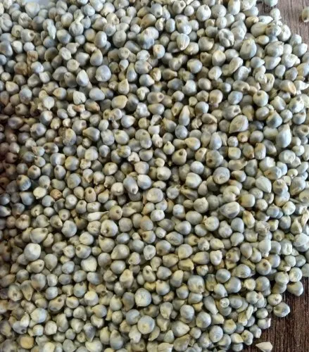 cattle-feed-bajri-500x500