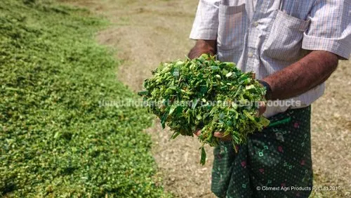 product-jpeg-500x500 - 2024-08-17T173231.309