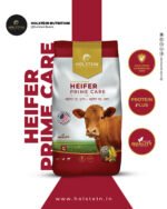 Holstein Heifer Prime Care feed for healthy heifer growth, strong immunity, and improved future milk production